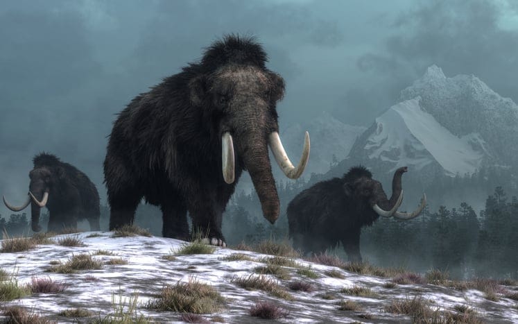 Perfectly Preserved 35,000-Year-Old Woolly Mammoth Found In Canada