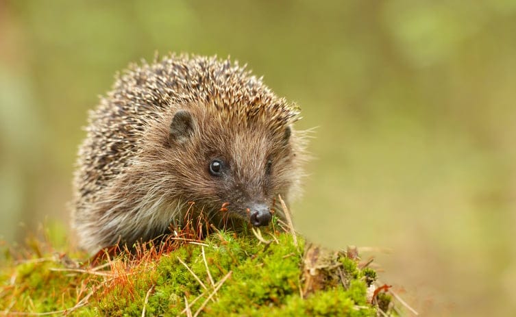 This Tiny Hedgehog Went Camping And The Pictures Are Epic
