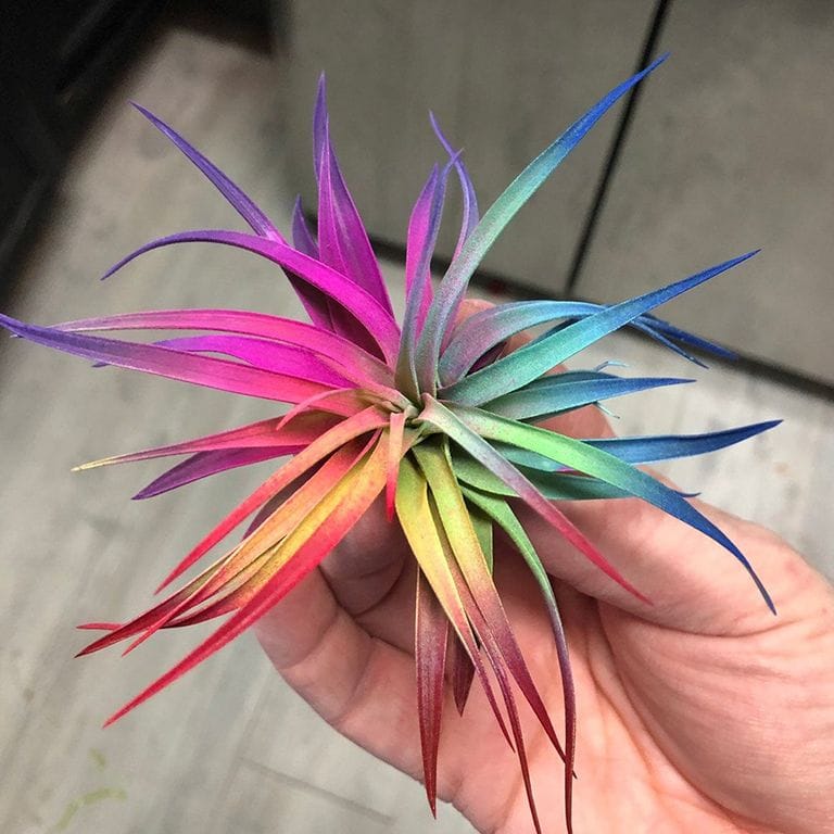 Attention, Plant Parents: These Live Air Plants Are Bursting With Vibrant Colors