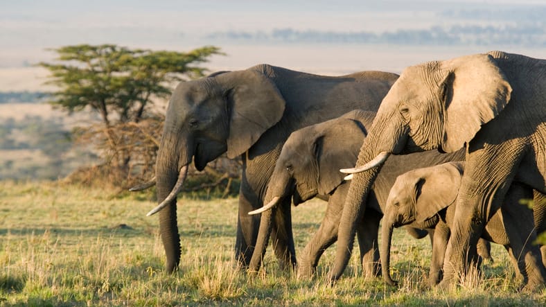 Suspected Poacher Killed By Herd Of Elephants As He Fled From Rangers