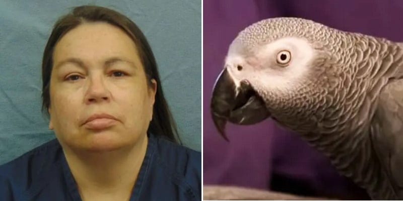 Woman Convicted Of Husband’s Murder After Parrot Repeated His Last Words