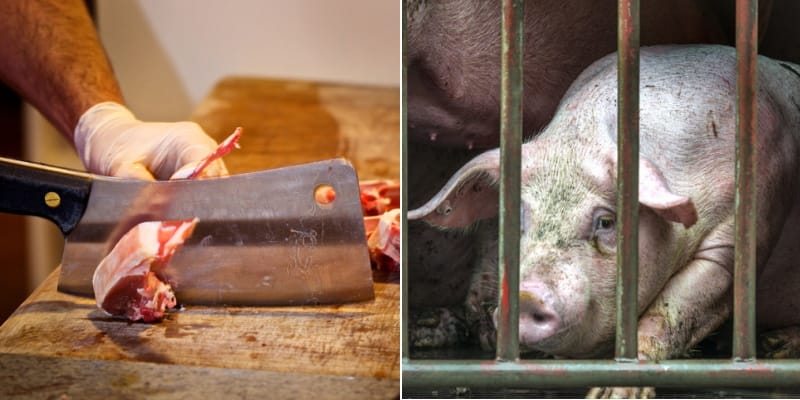 Pig Gets Revenge On Butcher With Cleaver At Slaughterhouse