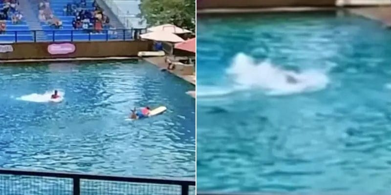 Dolphin Attacks Trainer And Pulls Them Under Water In Front Of Terrified Kids