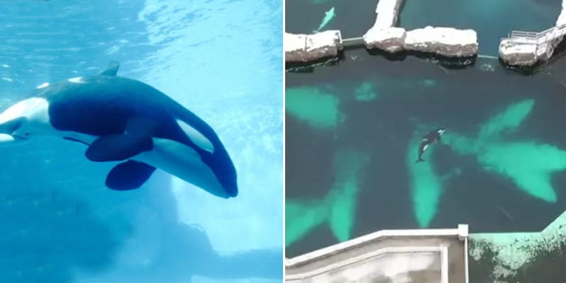 World’s Loneliest Orca Dies After 40 Years In Captivity