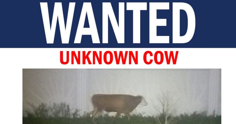 Florida Police Release Wanted Poster For Runaway Cow Missing Since January