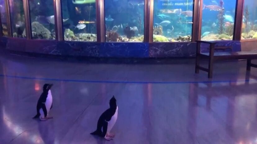 Penguins Allowed To Run Around Chicago Aquarium After It Closes To The Public