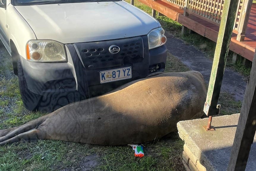 Woman Says She Can’t Come To Work Because 1300-Lb “Neil the Seal” Is Blocking Her Car