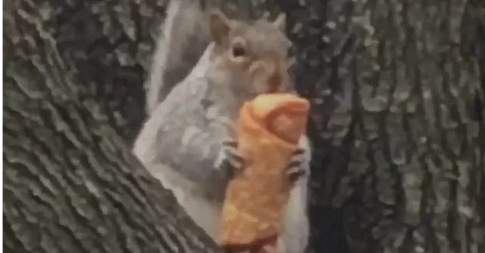 This Squirrel Eating An Egg Roll Is The Level Of Chill We Should All Aspire To Right Now