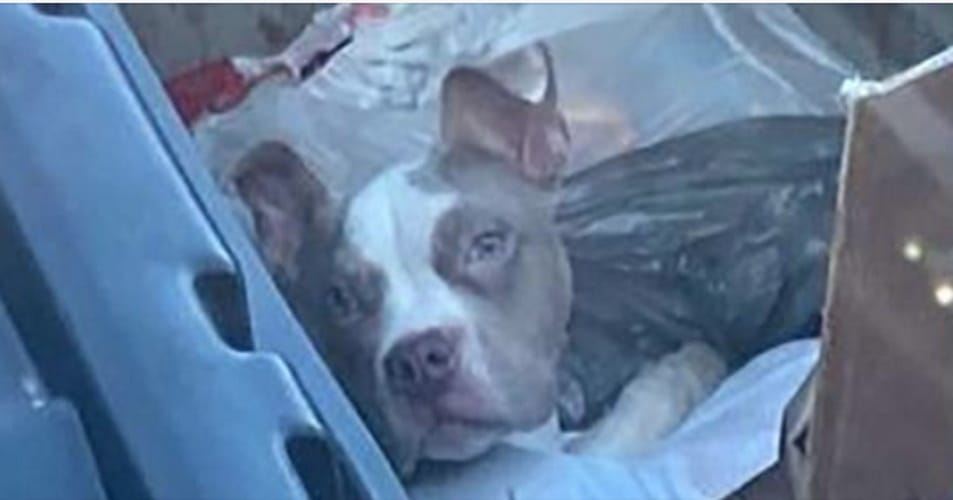 Abandoned Puppy Buried In Dumpster Rescued From Trash And Given New Home