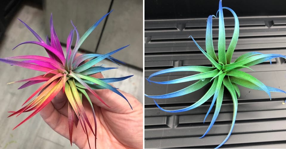 live air plant