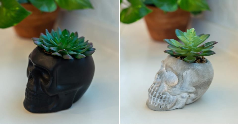 skull succulent