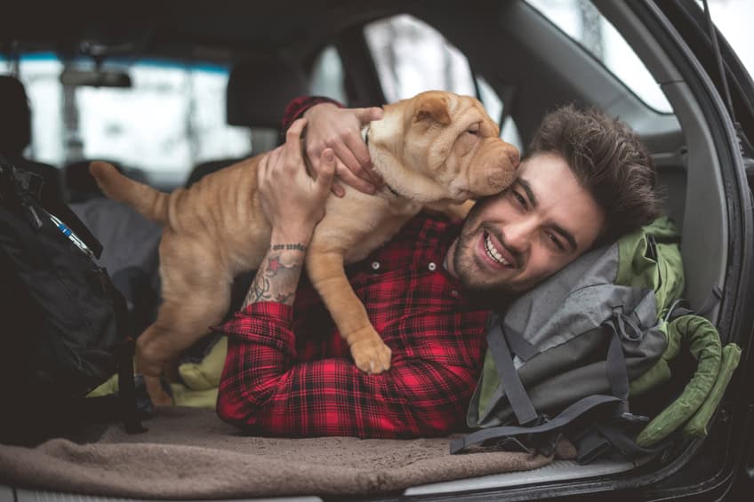 cute guy puppy car