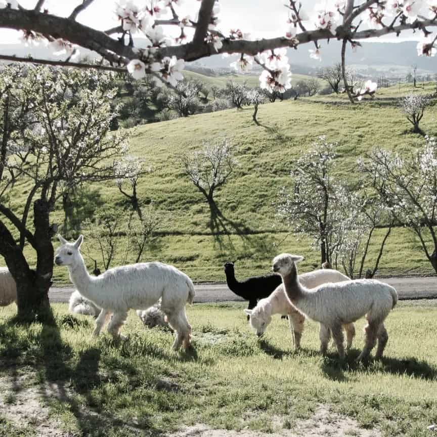 Alpaca Your Bags For A Trip To This Airbnb At A Working Alpaca Ranch