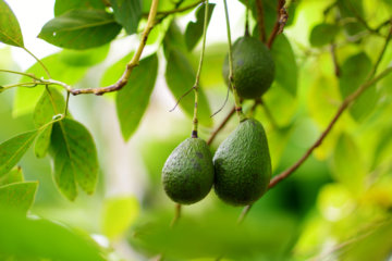 You Can Grow Your Own Avocado Tree With This Handy $11 Kit