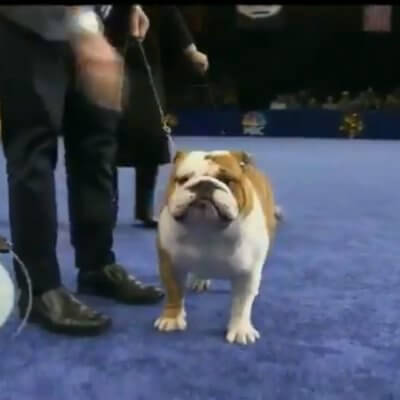 Thor The Chunky Bulldog Won The National Dog Show And It Was A Well-Deserved Victory