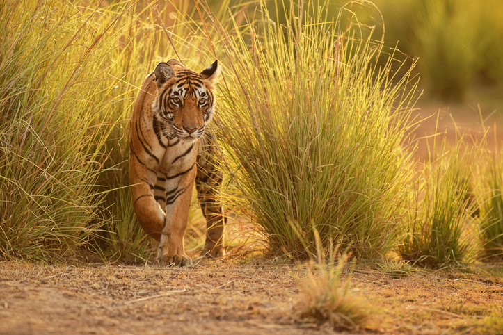 Tiger in a beautiful golden light in natural habitat.