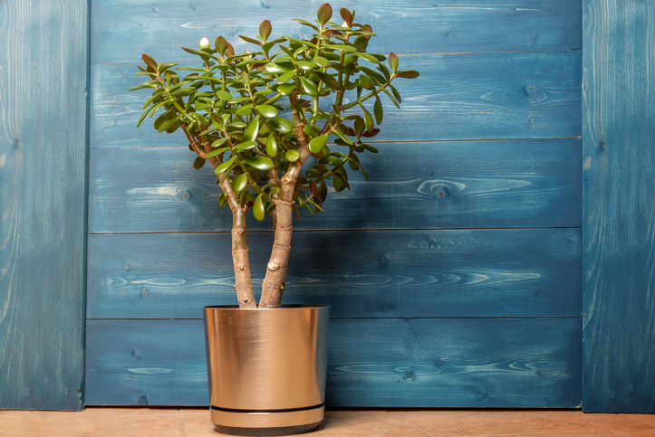 Trader Joe’s Is Selling A Money Tree, So Time To Finally Get Rich