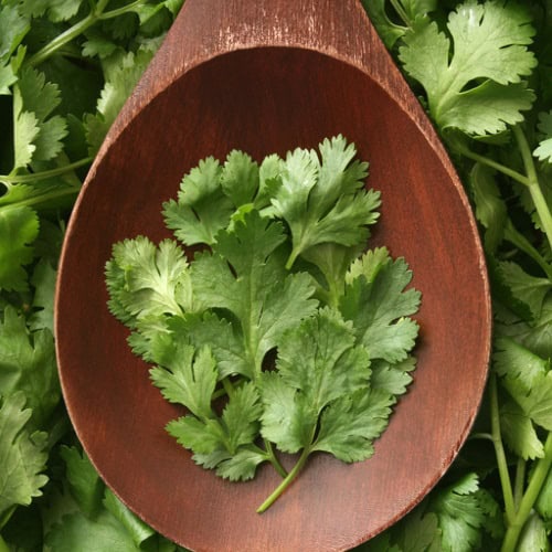 hate cilantro