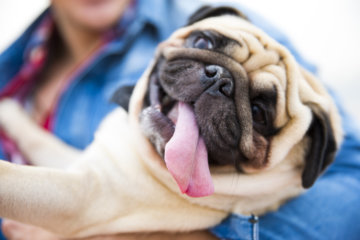 This Pug Got An MRI And The Results Are Both Horrifying And Hilarious