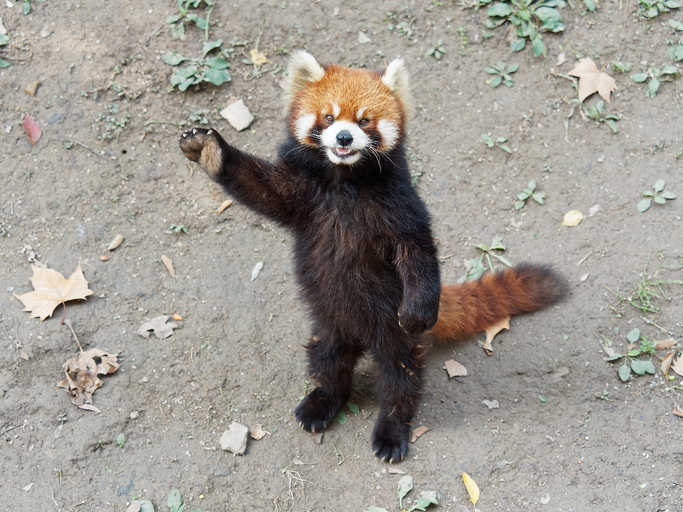 Animal at a zoo.