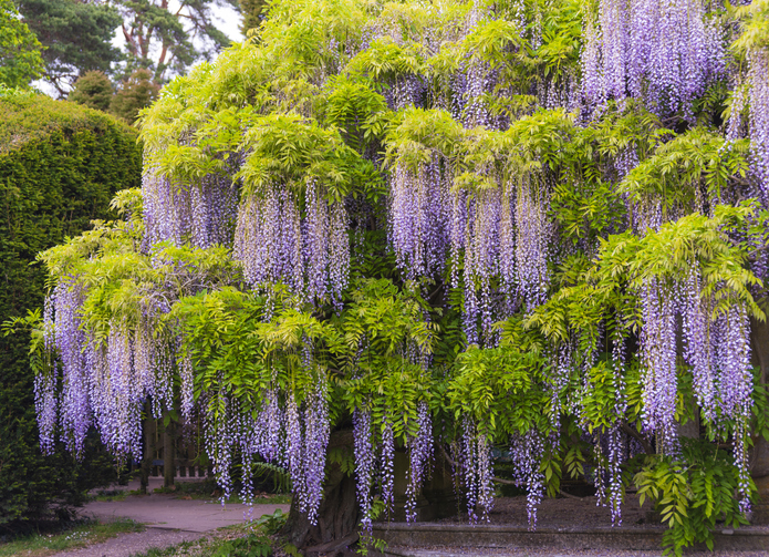 Beautiful wisteria trees in bloom.