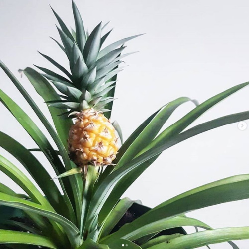 Pineapple plant.
