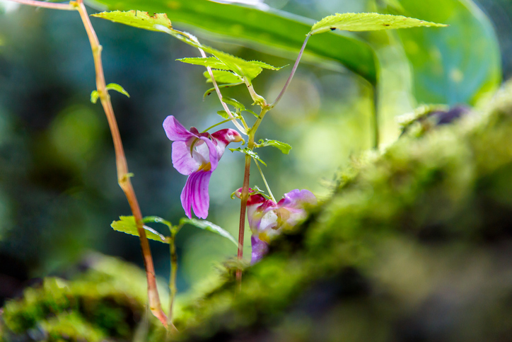 Beautiful flowers in the wild.