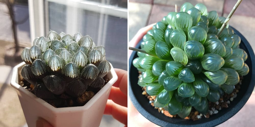 You Can Buy Clear Succulents That Look Like Giant Droplets