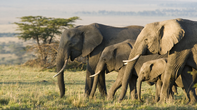 Group of African elephants in the wild.