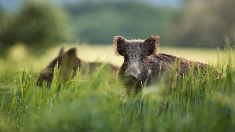 Wild boars feeding on green grain field in summer.