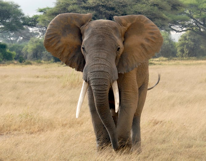 African element in Kenya