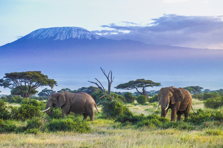 Kenya elephants in the bush.
