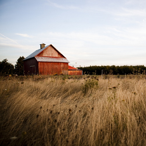 An Amish barn in a field.