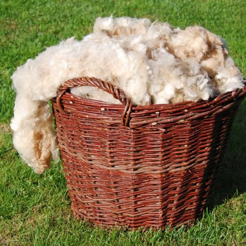 baarack sheep