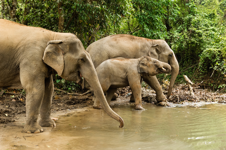 An elephant family.