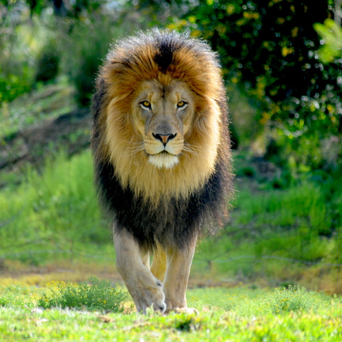 Proud lion walking in the jungle.