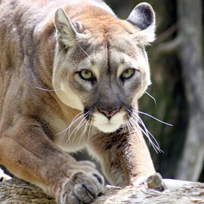 Mom Fights Off Mountain Lion With Bare Hands To Save 5-Year-Old Son