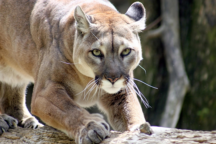 A beautiful mountain lion.