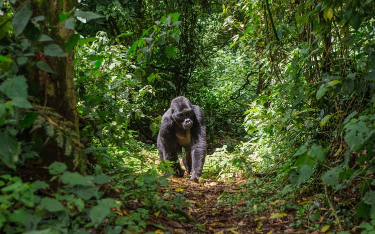 gorilla in the wild