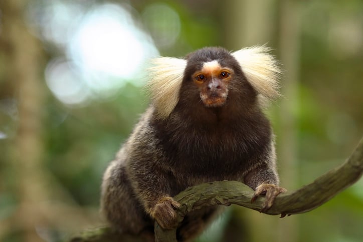 Wild Monkey