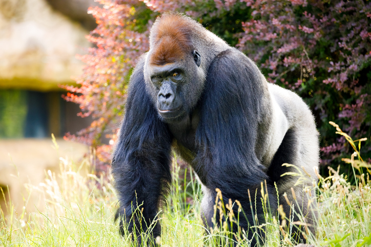 Gorilla in a zoo.