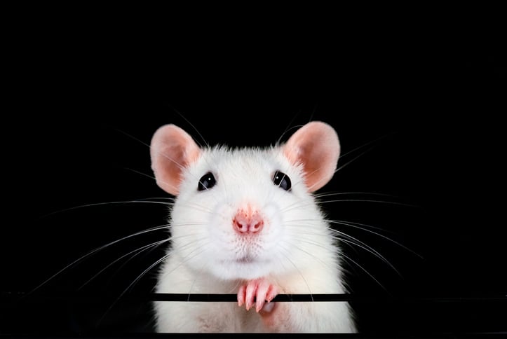 A little white mouse.