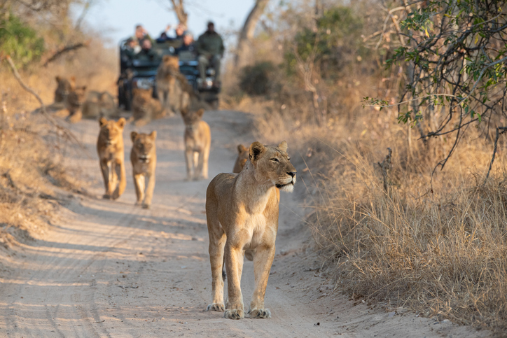 Tourists on an open safari vehicle.