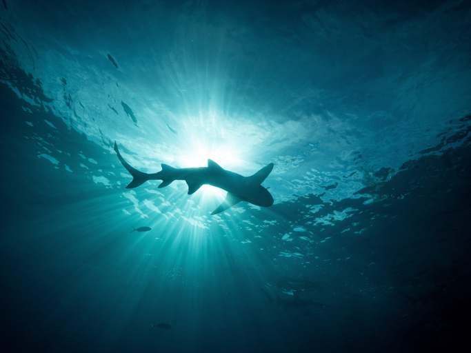 A shark at the surface of a beach in the ocean.
