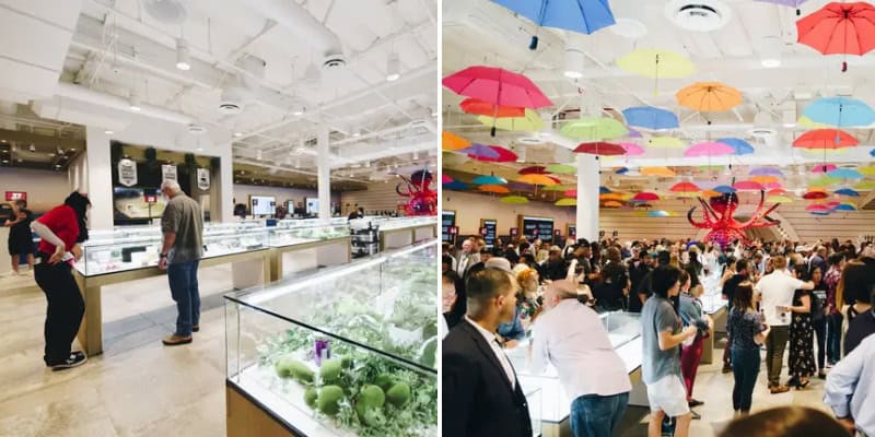 planet 13 cannabis shop vegas