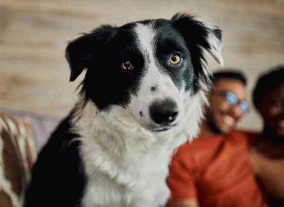portrait of border collie staring