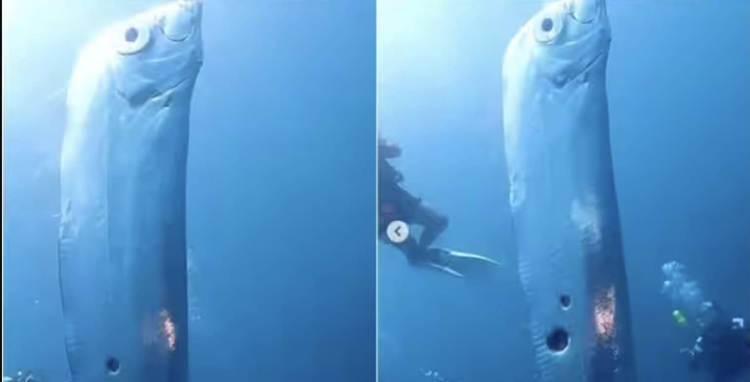 divers encounter oarfish
