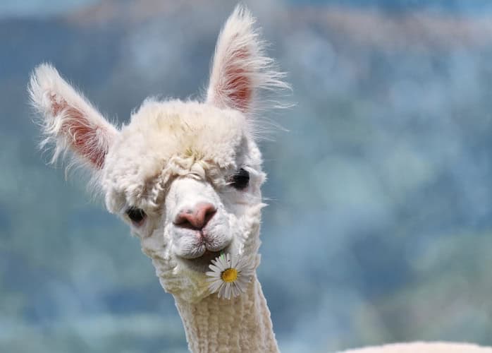 white llama looking at camera