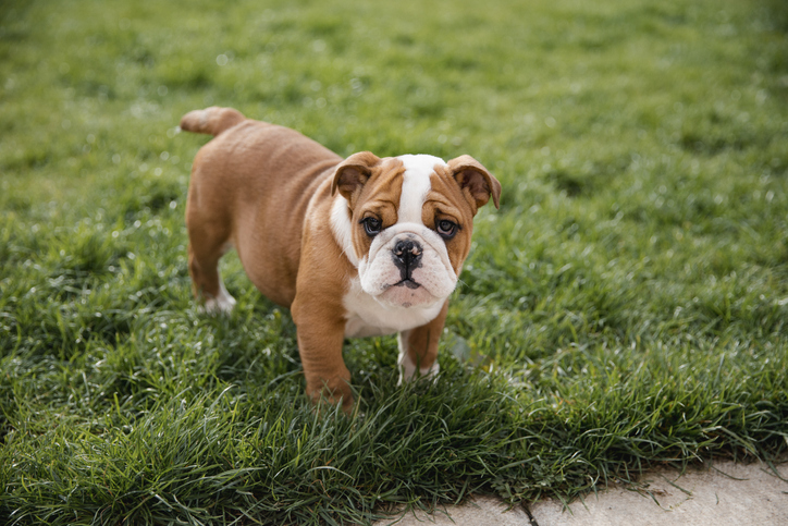 Bulldog puppy in grass outside.
