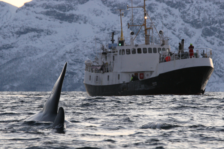 Whales watching ship in Norway.